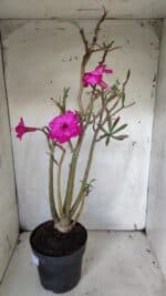 Planta Dobrada 3155 – 50cm – 04 anos - Imagem 5