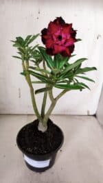 Planta Dobrada 3156 – 30cm – 02 anos - Imagem 2