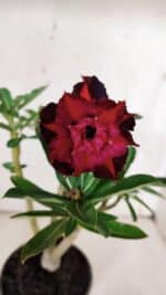 Planta Dobrada 3156 – 30cm – 02 anos