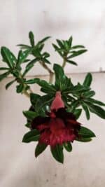 Planta Dobrada 3156 – 30cm – 02 anos - Imagem 4