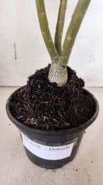 Planta Dobrada 3156 – 30cm – 02 anos - Imagem 5