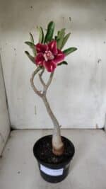 Planta Dobrada 3157 – 30cm – 02 anos - Imagem 2