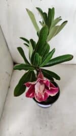 Planta Dobrada 3157 – 30cm – 02 anos - Imagem 4