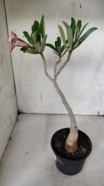 Planta Dobrada 3157 – 30cm – 02 anos - Imagem 6