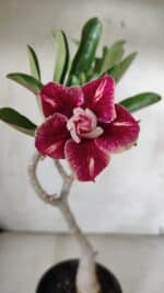 Planta Dobrada 3157 – 30cm – 02 anos