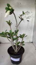 Planta Dobrada 3158 – 35cm – 03 anos - Imagem 2