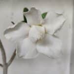 Planta Dobrada 3158 – 35cm – 03 anos