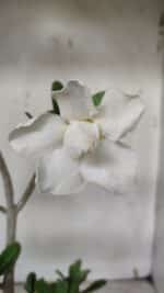 Planta Dobrada 3158 – 35cm – 03 anos