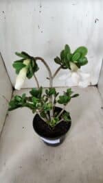 Planta Dobrada 3158 – 35cm – 03 anos - Imagem 4
