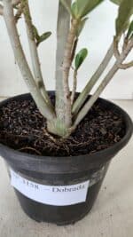 Planta Dobrada 3158 – 35cm – 03 anos - Imagem 7