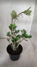 Planta Dobrada 3158 – 35cm – 03 anos - Imagem 6