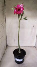 Planta Dobrada 3158 – 35cm – 02 anos - Imagem 2