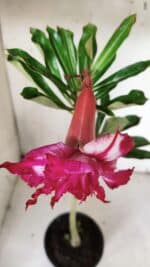 Planta Dobrada 3158 – 35cm – 02 anos - Imagem 4