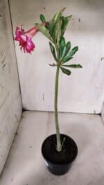 Planta Dobrada 3158 – 35cm – 02 anos - Imagem 6