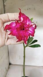 Planta Dobrada 3158 – 35cm – 02 anos - Imagem 5