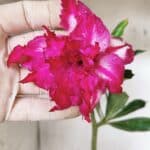 Planta Dobrada 3158 – 35cm – 02 anos