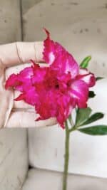 Planta Dobrada 3158 – 35cm – 02 anos