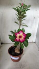 Planta Dobrada 3160 – 35cm – 03 anos - Imagem 2