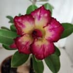 Planta Dobrada 3160 – 35cm – 03 anos