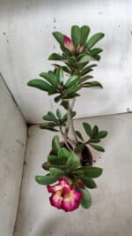 Planta Dobrada 3160 – 35cm – 03 anos - Imagem 7