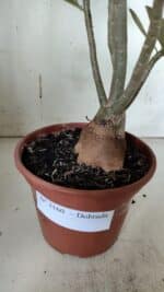 Planta Dobrada 3160 – 35cm – 03 anos - Imagem 6