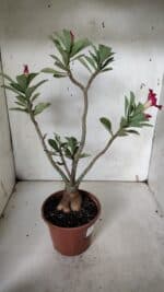 Planta Dobrada 3160 – 35cm – 03 anos - Imagem 5