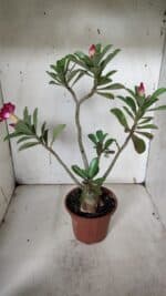 Planta Dobrada 3160 – 35cm – 03 anos - Imagem 4