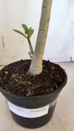 Planta Dobrada 3161 – 35cm – 03 anos - Imagem 6