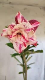 Planta Dobrada 3161 – 35cm – 03 anos - Imagem 5