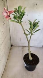 Planta Dobrada 3161 – 35cm – 03 anos - Imagem 4