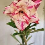 Planta Dobrada 3161 – 35cm – 03 anos