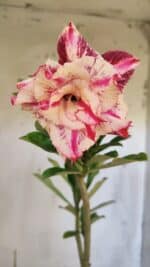 Planta Dobrada 3161 – 35cm – 03 anos