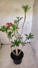 Planta Dobrada 3162 – 35cm – 03 anos - Imagem 6