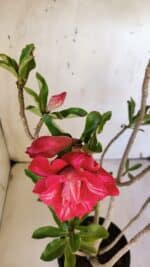 Planta Dobrada 3162 – 35cm – 03 anos - Imagem 4