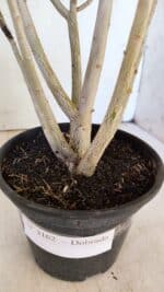 Planta Dobrada 3162 – 35cm – 03 anos - Imagem 8