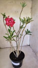 Planta Dobrada 3162 – 35cm – 03 anos - Imagem 7