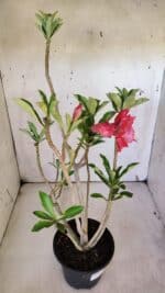 Planta Dobrada 3162 – 35cm – 03 anos - Imagem 5