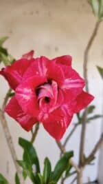 Planta Dobrada 3162 – 35cm – 03 anos