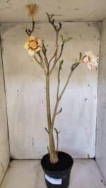 Planta Dobrada 3163 – 40cm – 03 anos - Imagem 2