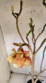 Planta Dobrada 3163 – 40cm – 03 anos - Imagem 4