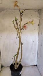 Planta Dobrada 3163 – 40cm – 03 anos - Imagem 6