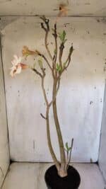 Planta Dobrada 3163 – 40cm – 03 anos - Imagem 5