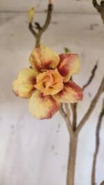 Planta Dobrada 3163 – 40cm – 03 anos