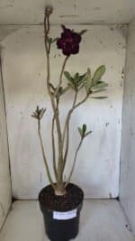 Planta Dobrada 3164 – 55cm – 04 anos - Imagem 2