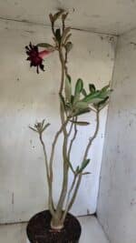 Planta Dobrada 3164 – 55cm – 04 anos - Imagem 8