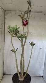 Planta Dobrada 3164 – 55cm – 04 anos - Imagem 7