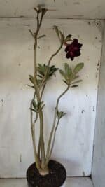 Planta Dobrada 3164 – 55cm – 04 anos - Imagem 6