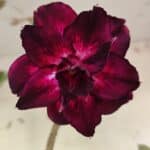 Planta Dobrada 3164 – 55cm – 04 anos