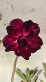 Planta Dobrada 3164 – 55cm – 04 anos