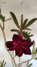 Planta Dobrada 3164 – 55cm – 04 anos - Imagem 4